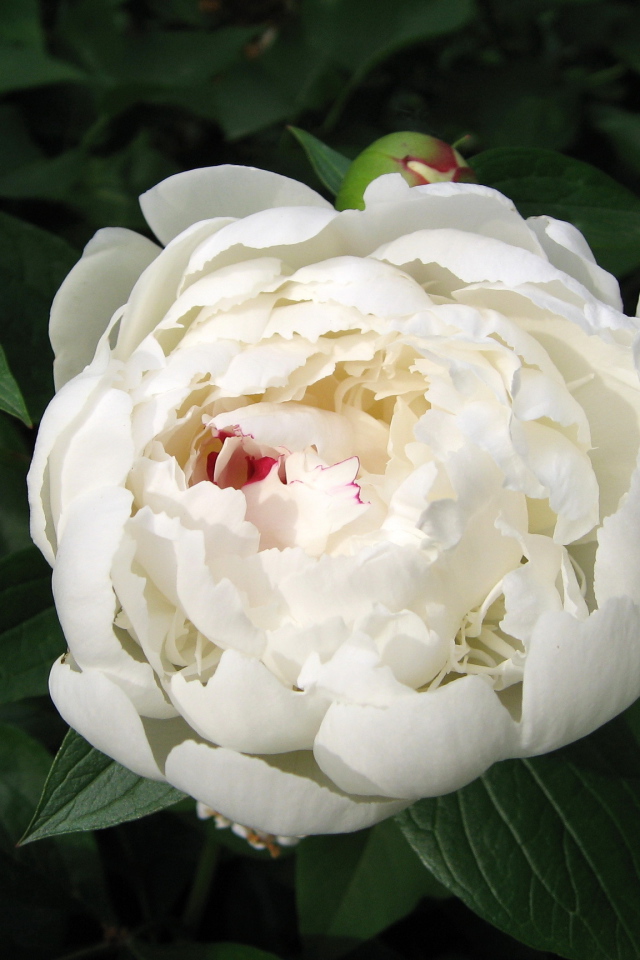 Красивый белый пион