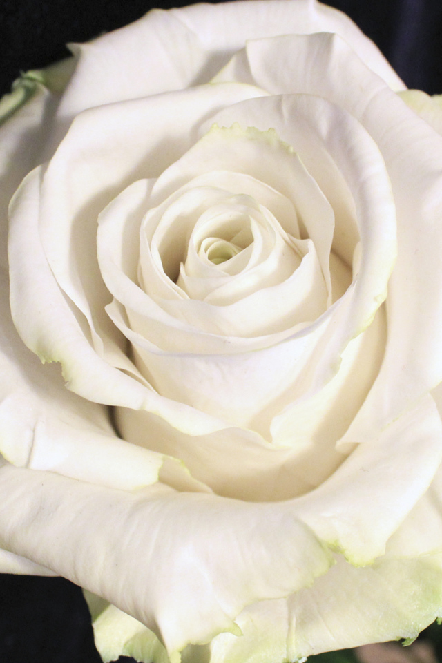 Красивая белая роза на чёрном фоне