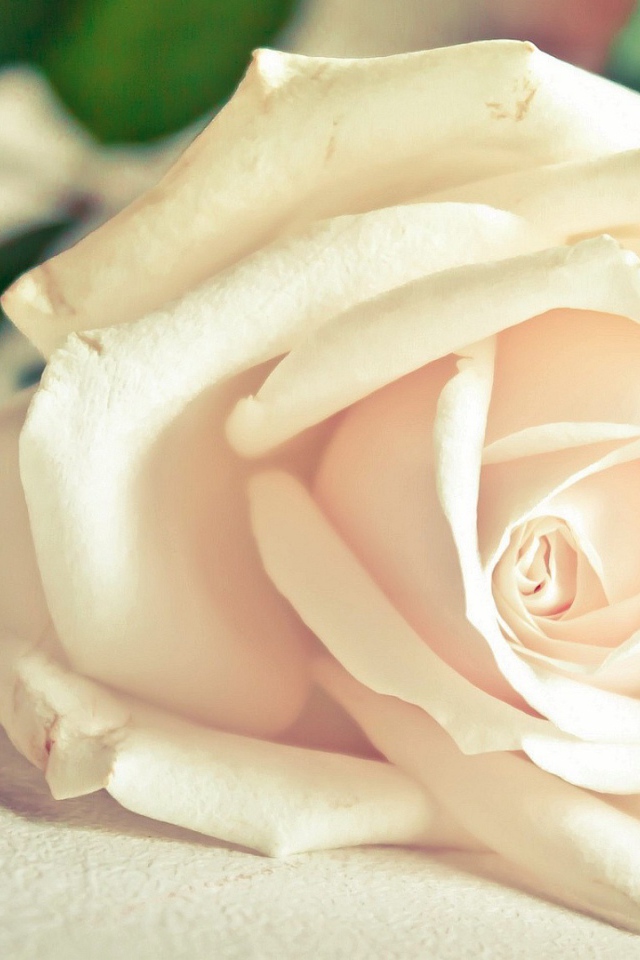 Красивая белая роза на белом столе