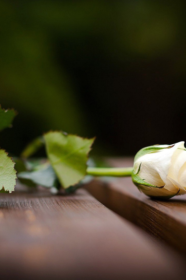 Красивая белая роза на скамейке