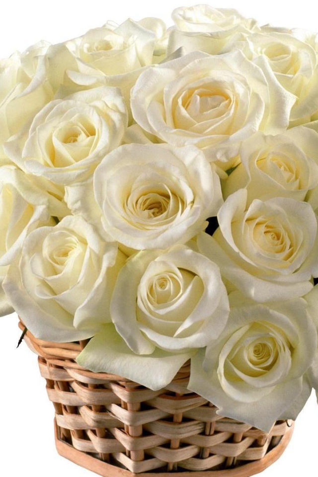 Красивые белые розы в корзине