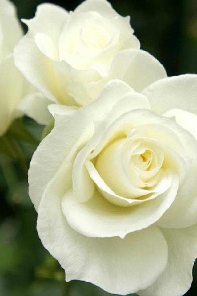 Красивые белые розы в саду