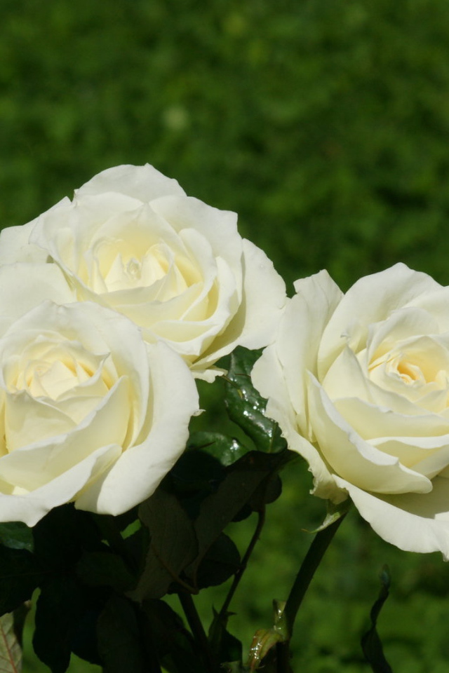 Красивые белые розы на фоне травы