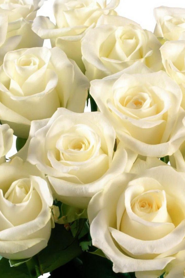 Красивые белые розы на белом фоне