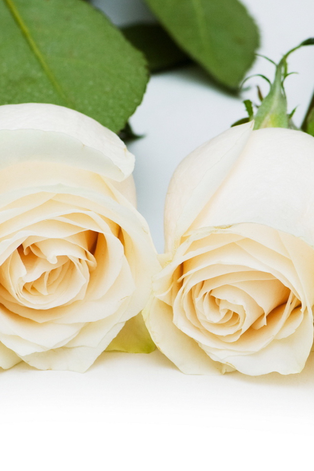 Красивые белые розы на белом столе