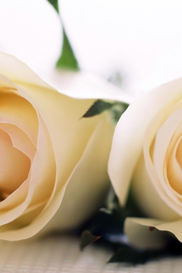 Красивые белые розы на белой скатерти