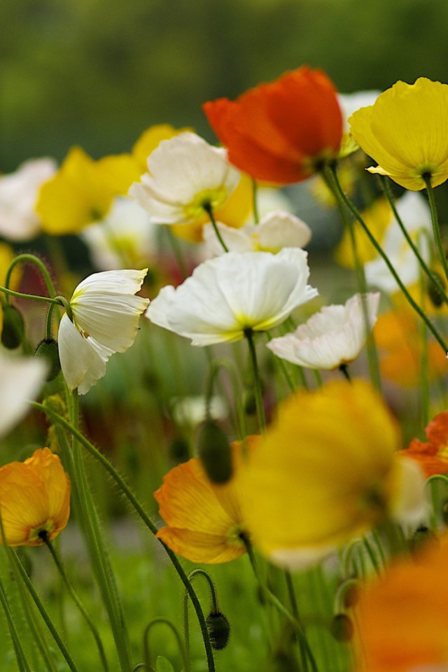 Красивые полевые цветы