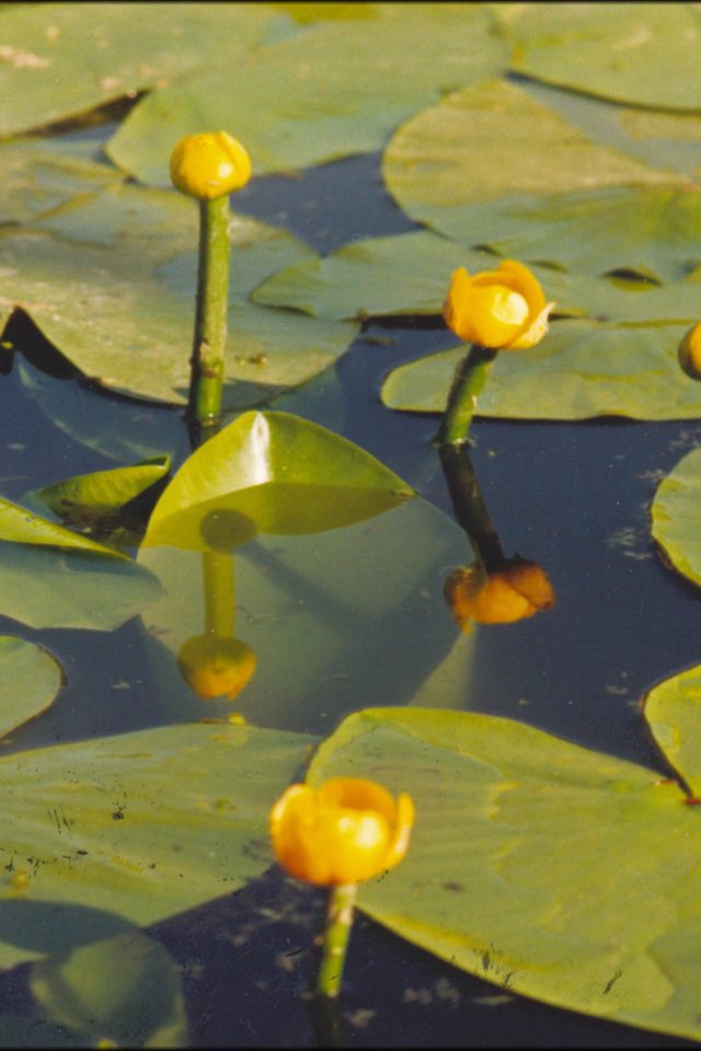 Красивая кубышка желтая