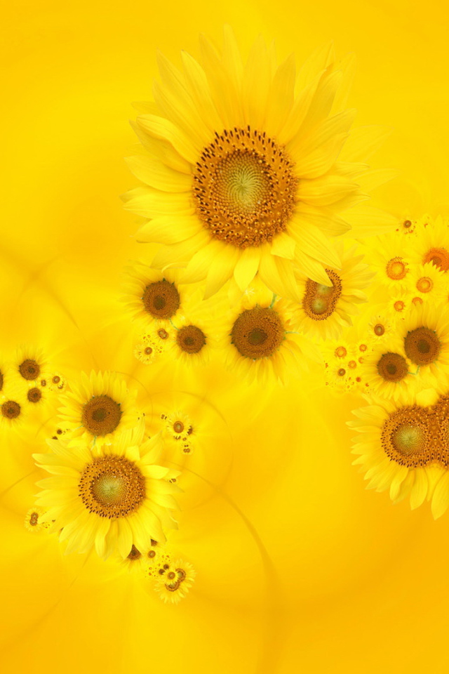 Красивый желтый фон с подсолнухом