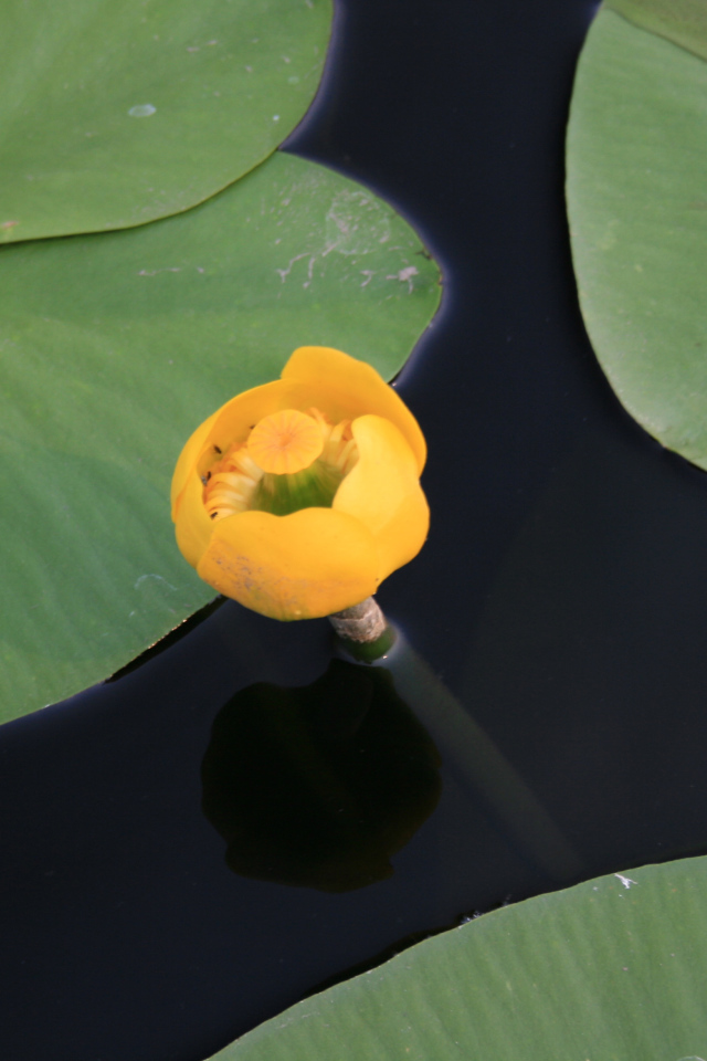 Красивый цветок кубышка желтая на воде