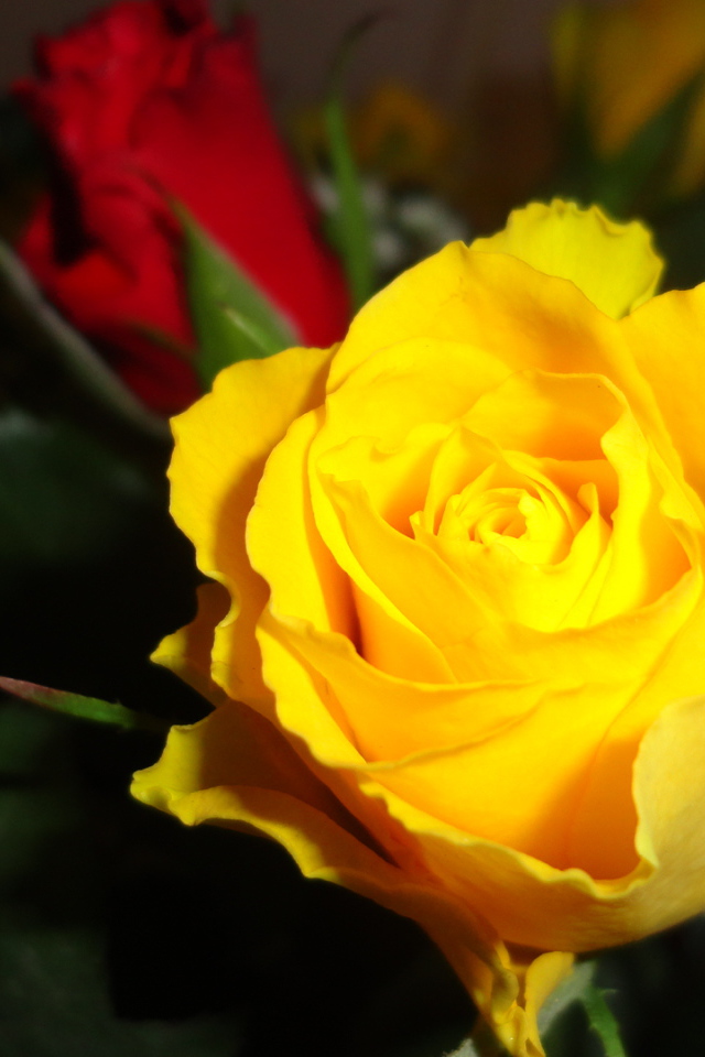 Красивая жёлтая роза