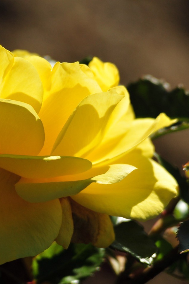 Красивые жёлтые розы цветут