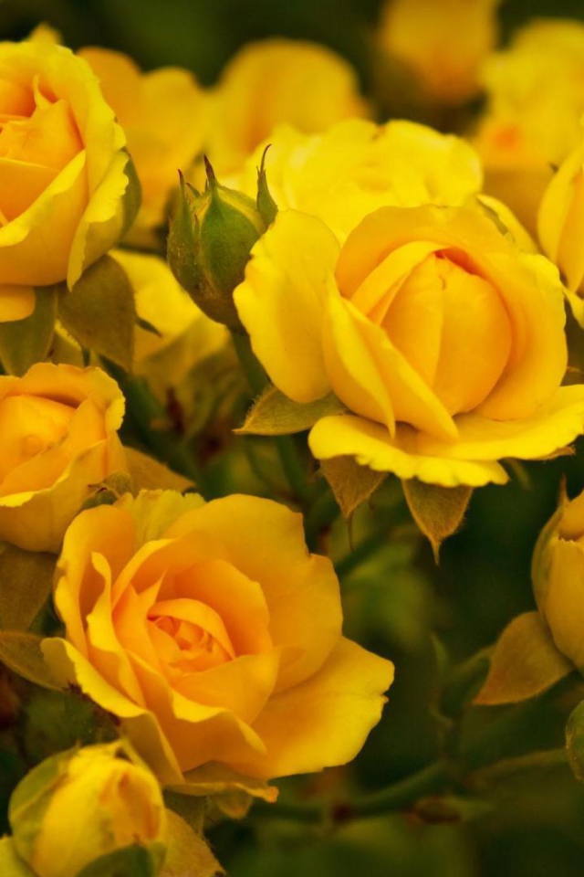 Красивые жёлтые розы в саду