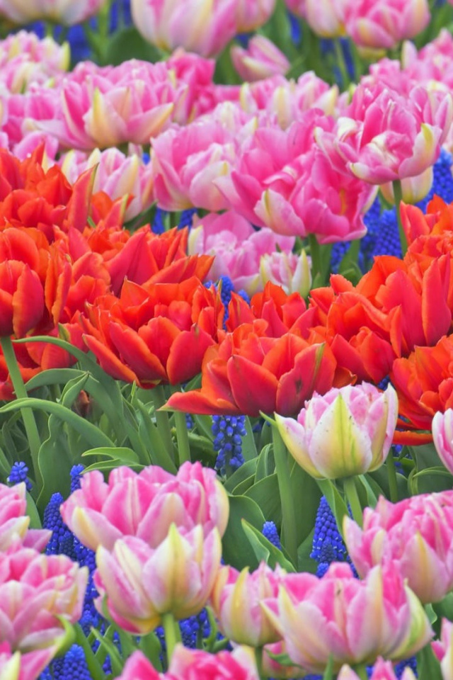 Клумба из тюльпанов