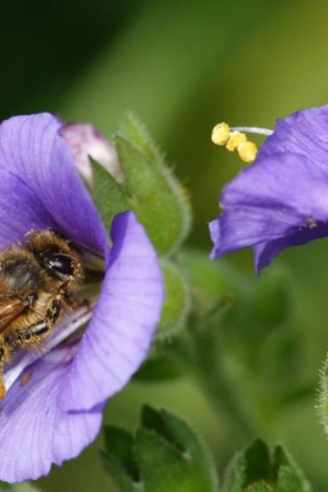 Пчела на колокольчике