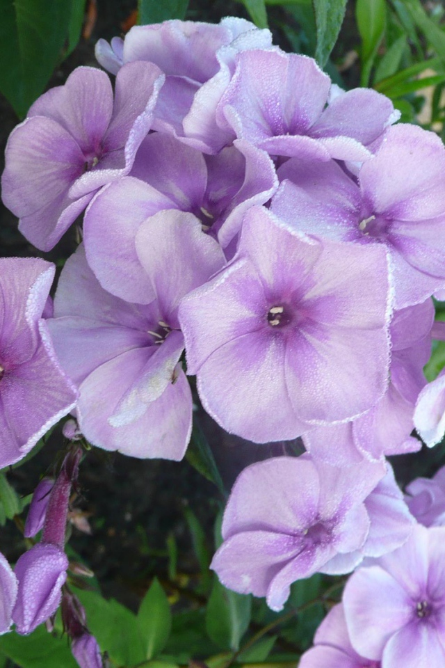 За домом красивые цветы флокс