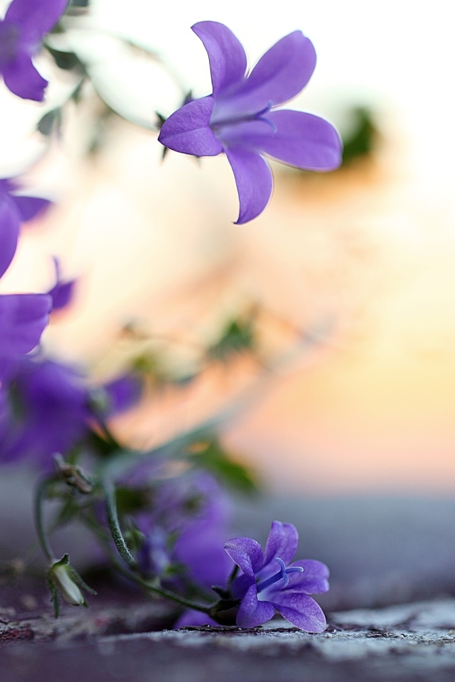 Колокольчики у дороги