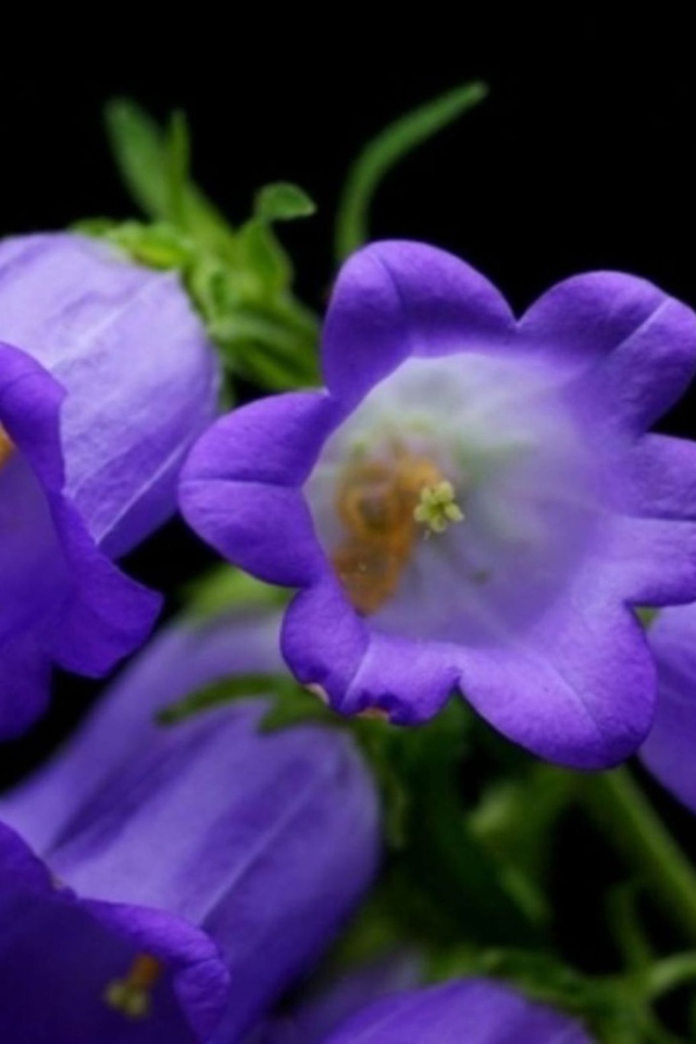 Колокольчики на черном фоне