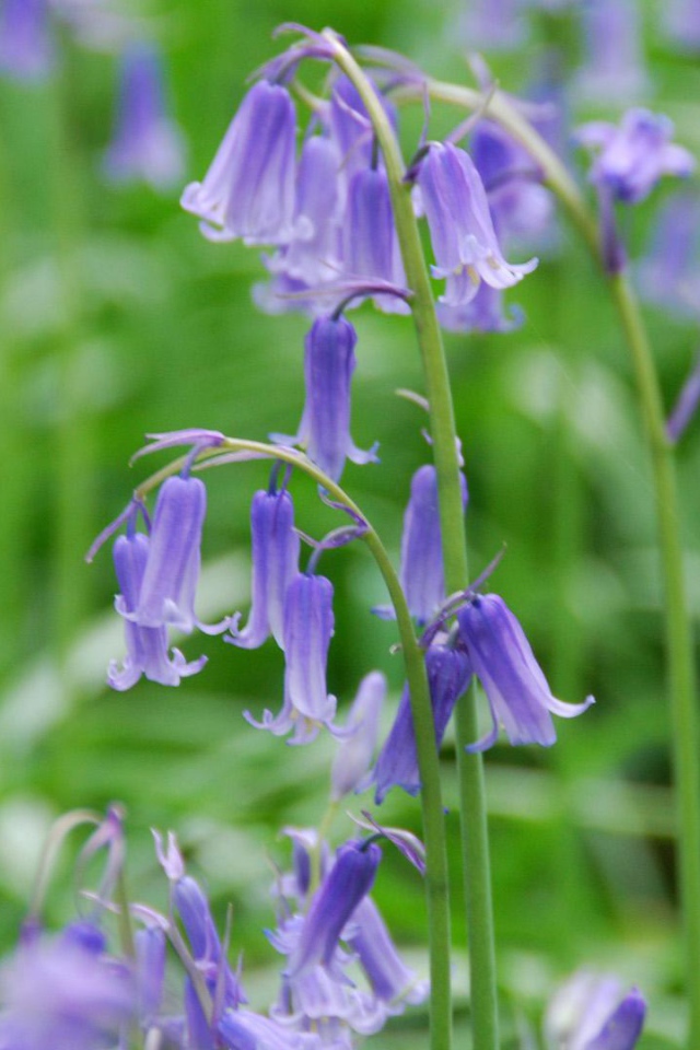 Колокольчики на лугу