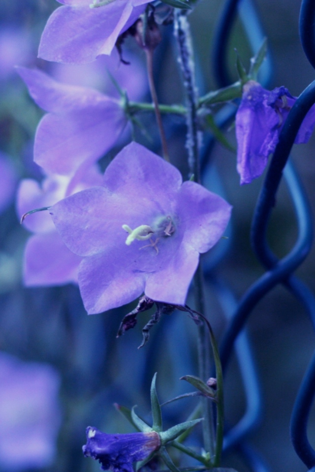 Колокольчики плетутся по забору