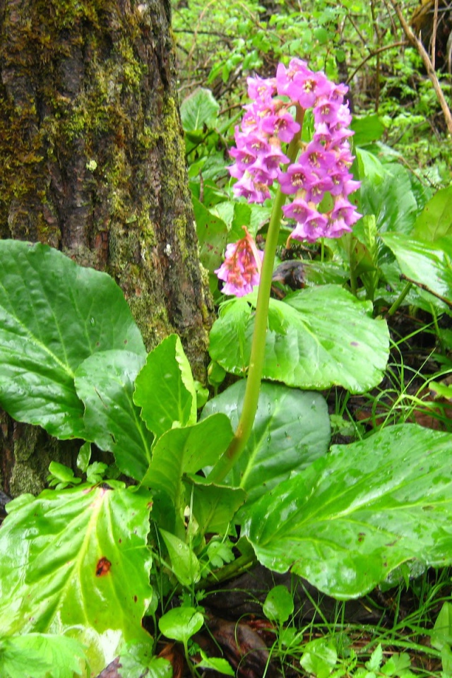 Красивые многолетние цветы бадан в лесу