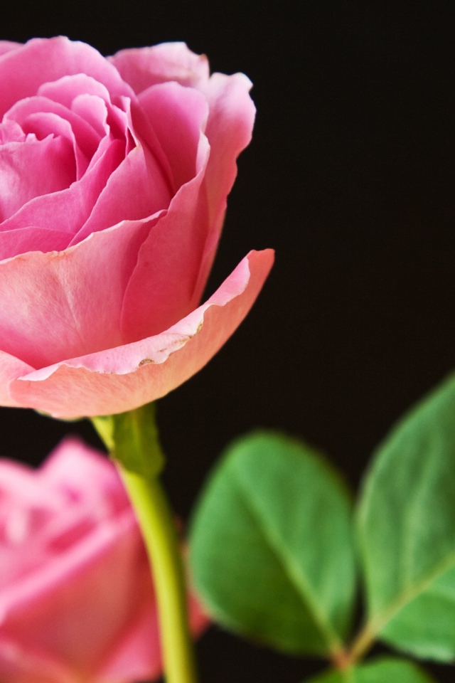 Лучшие розовые розы