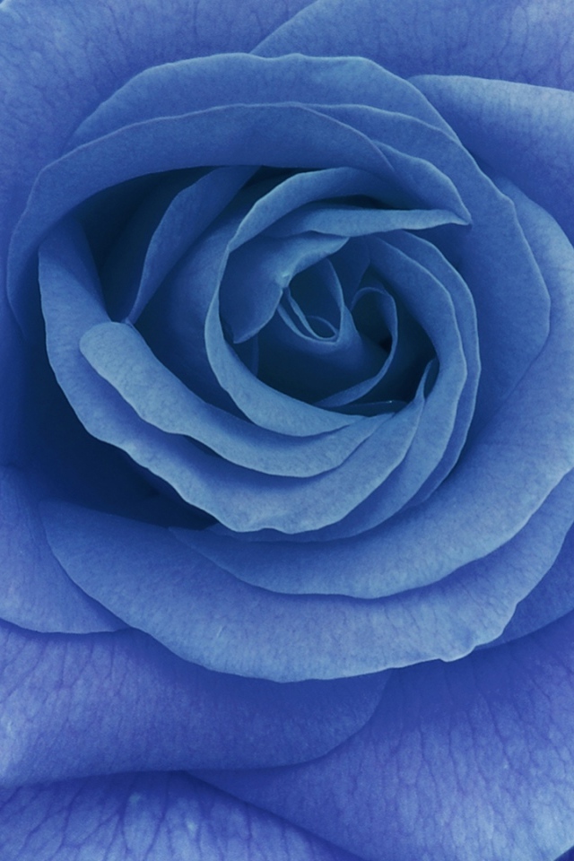 Большая синяя роза на тёмно-синем фоне