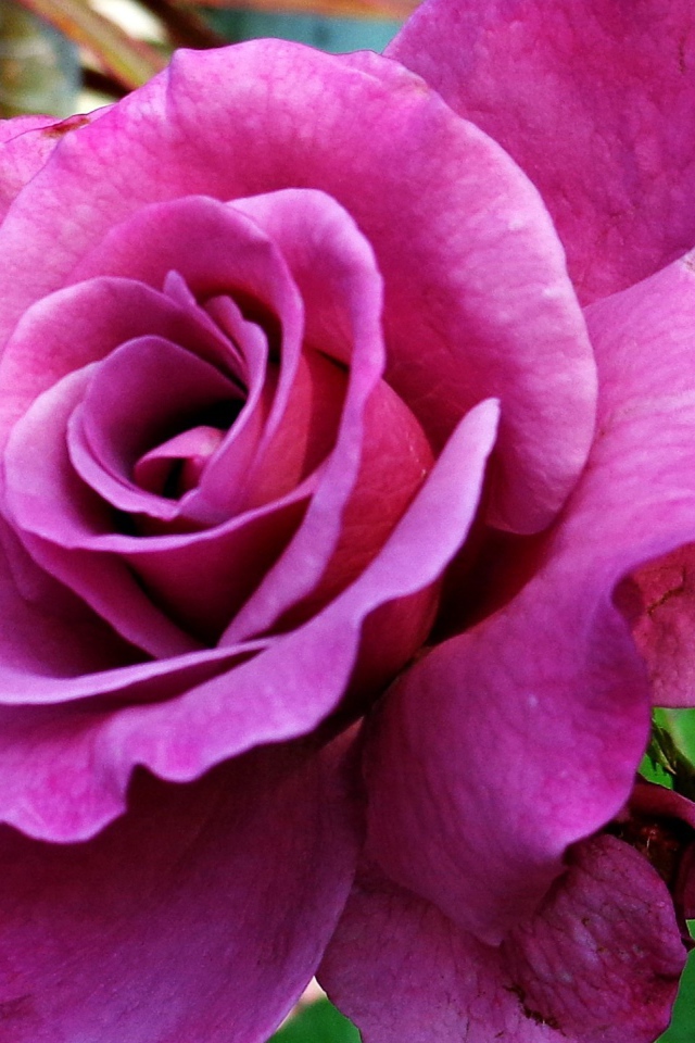 Большая фиолетовая роза