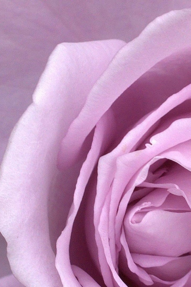 Большая фиолетовая роза крупным планом