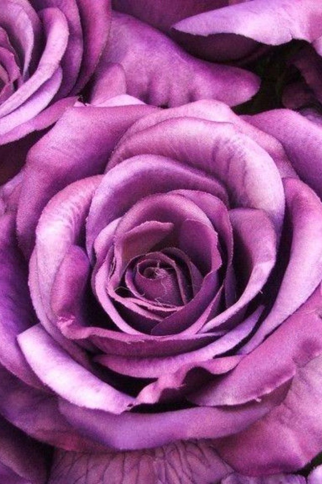 Большие фиолетовые розы