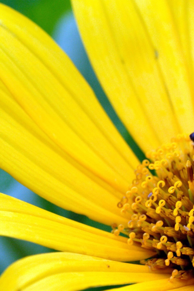 Большой желтый цветок