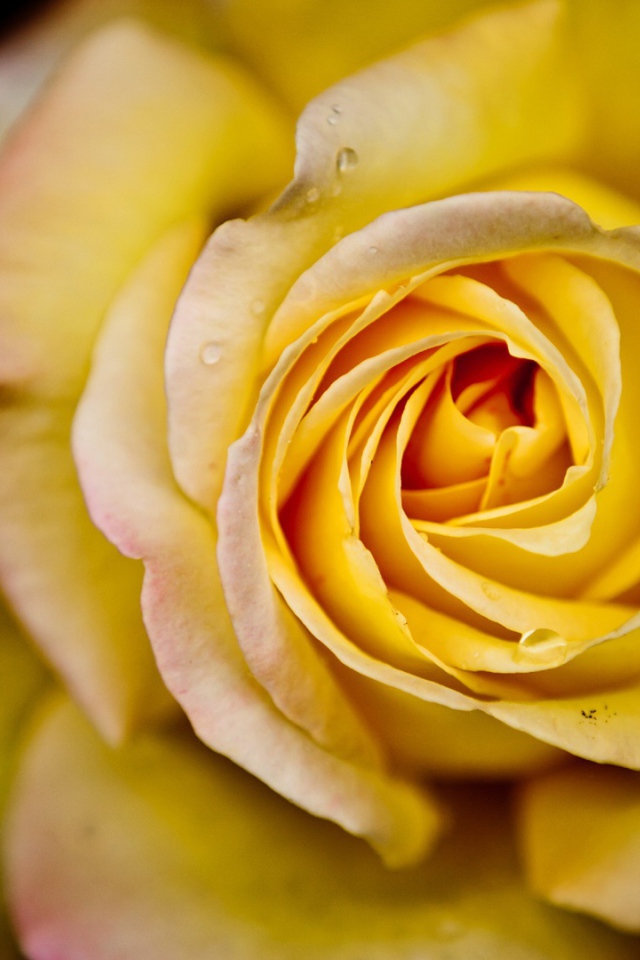 Большая жёлтая роза на чёрном фоне