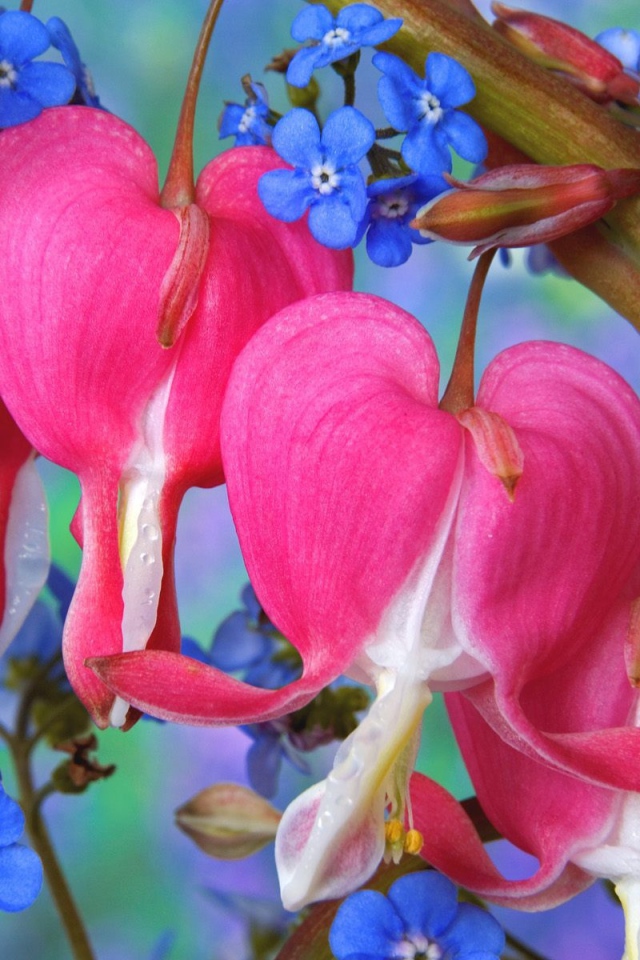 Цветы сердечки