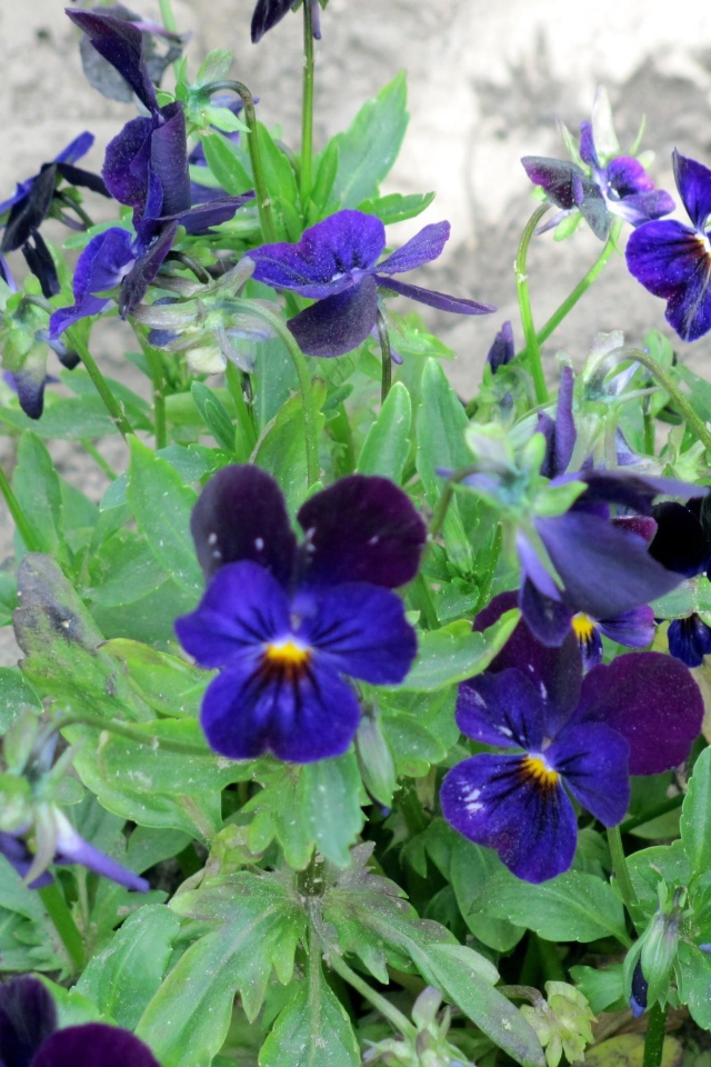 Расцвели прекрасные цветы анютины глазки в саду