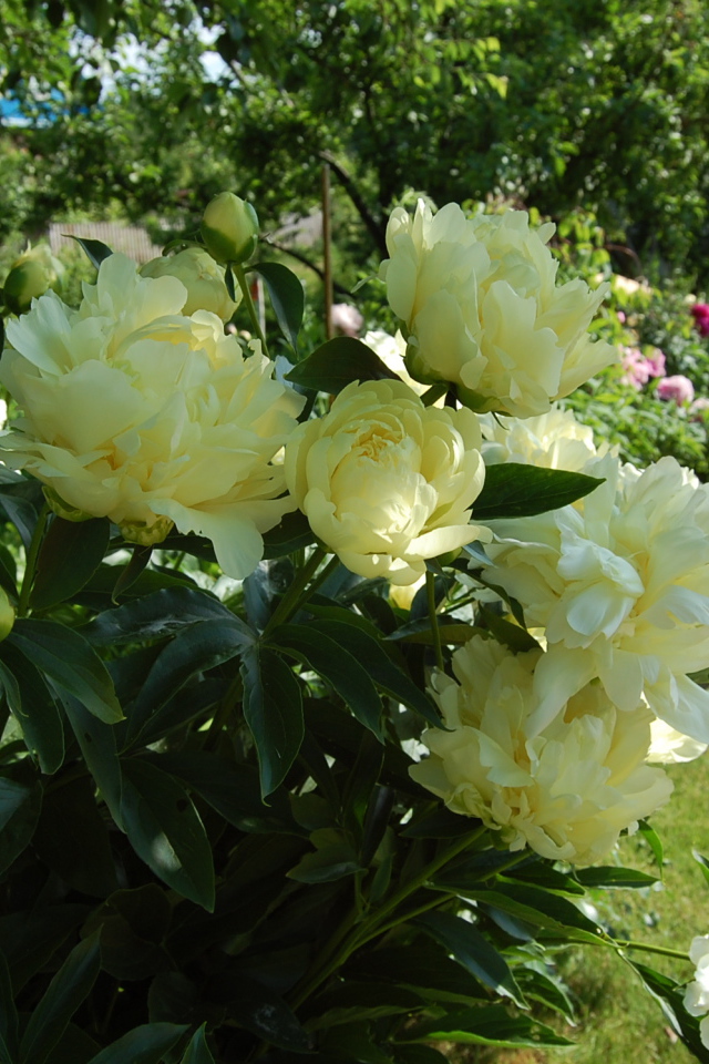 Расцвели красивые цветы пионы