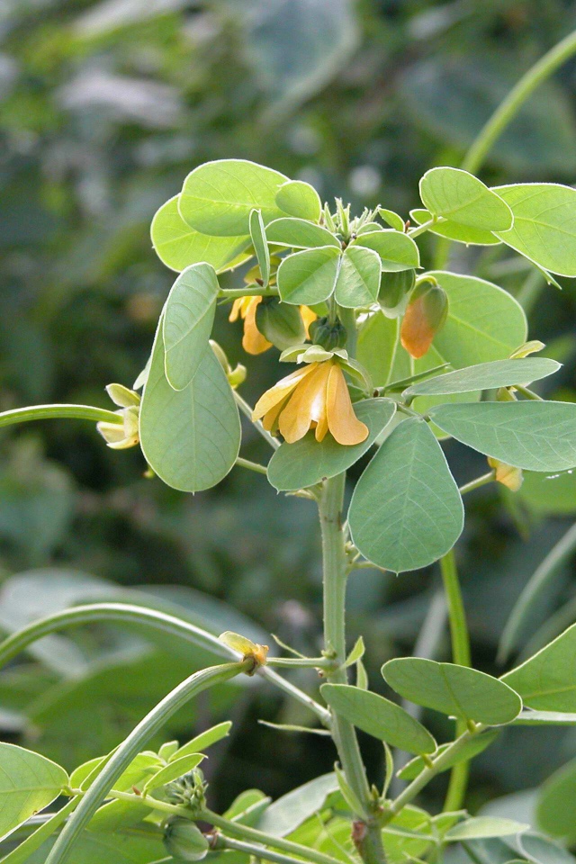 Расцвели красивые цветы растения резухи