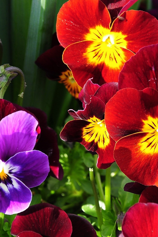 Расцвели прекрасные анютины глазки