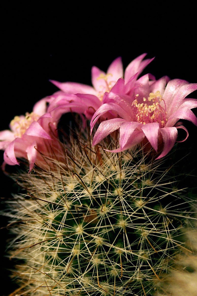 Цветущий кактус