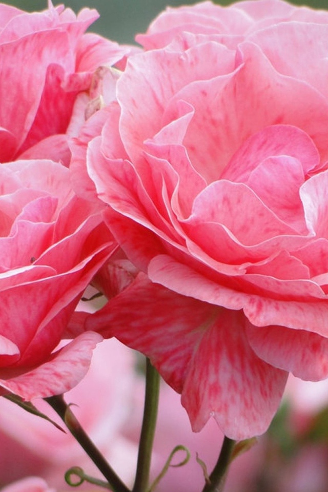 Распустившиеся розовые цветы