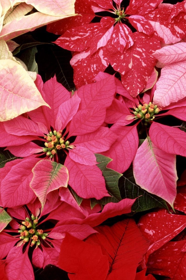 Красные цветы