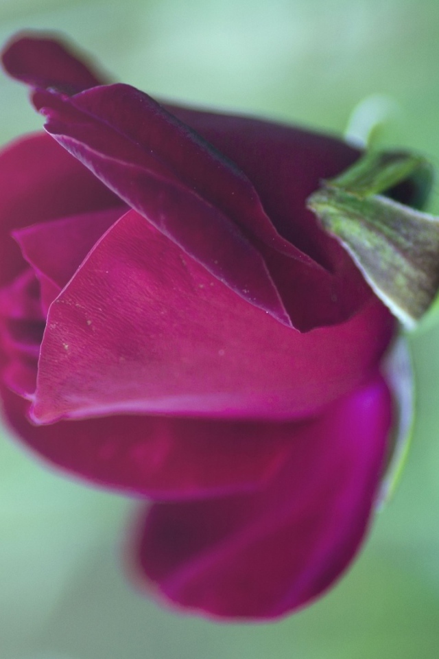 Цветущая фиолетовая роза