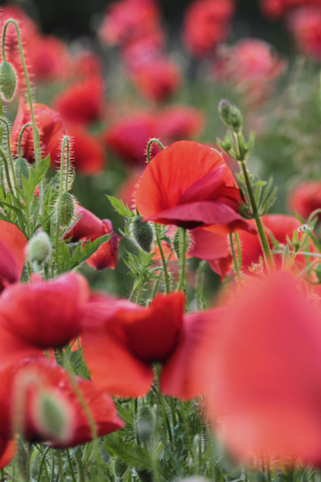 Цветущий восточный мак