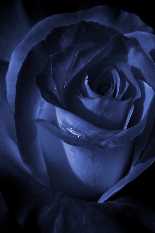 Синяя роза в темноте