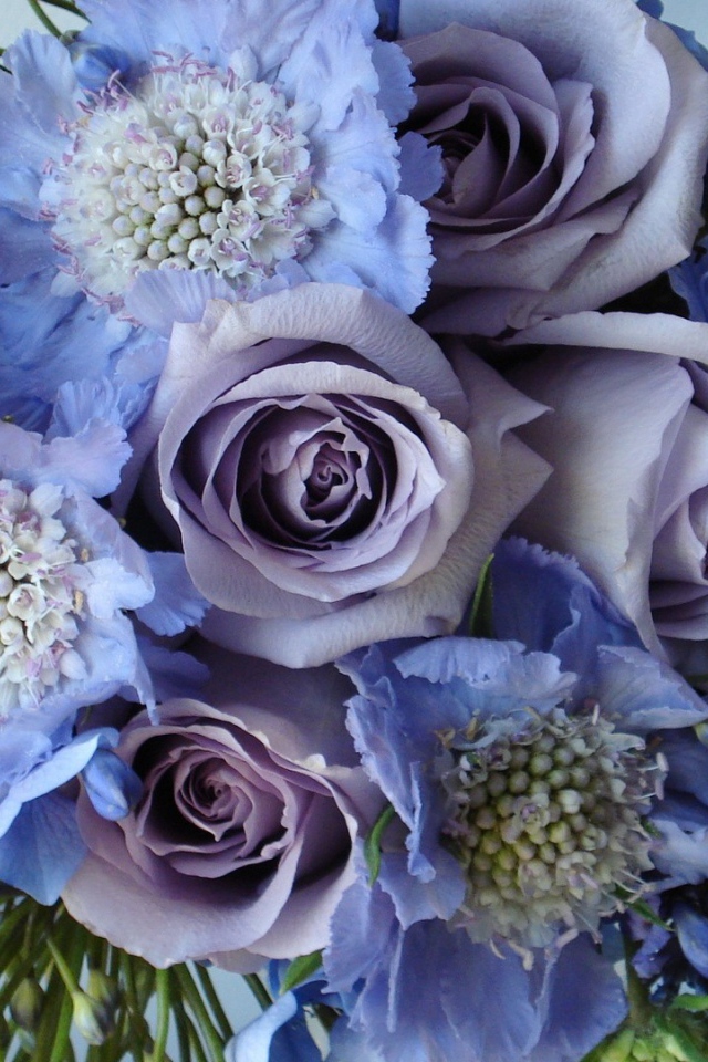 Голубые и фиолетовые цветы