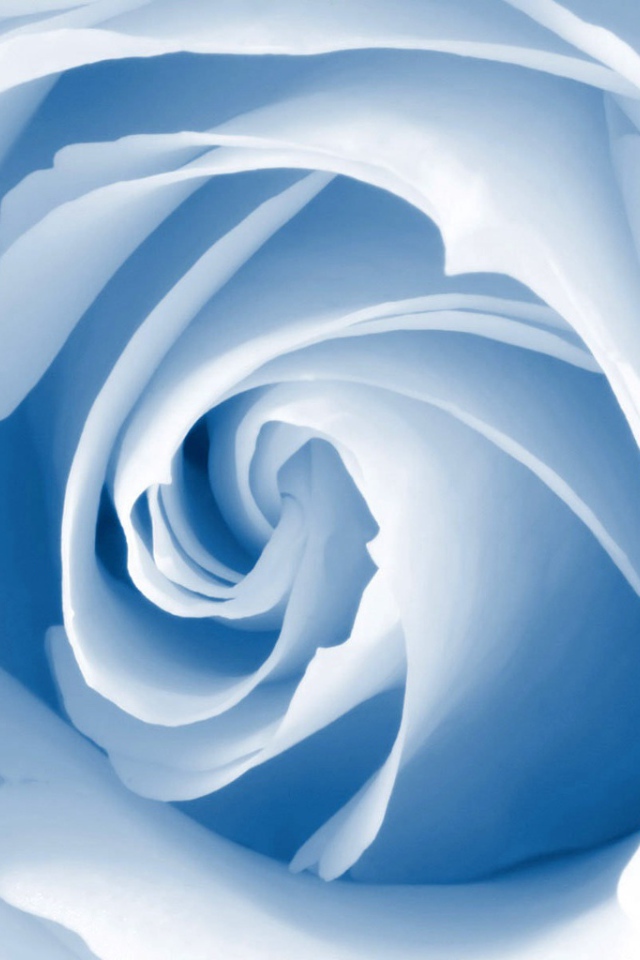 Голубой цветок