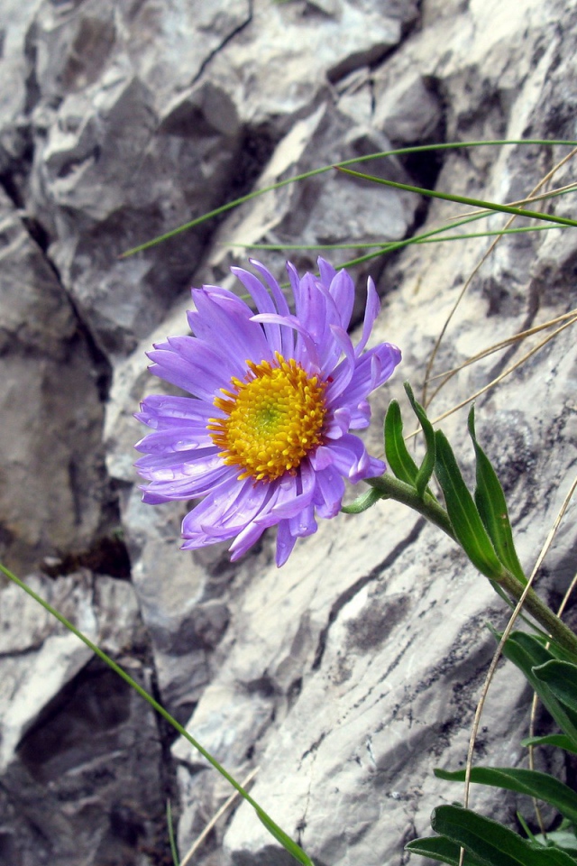 Синий цветок на камнях