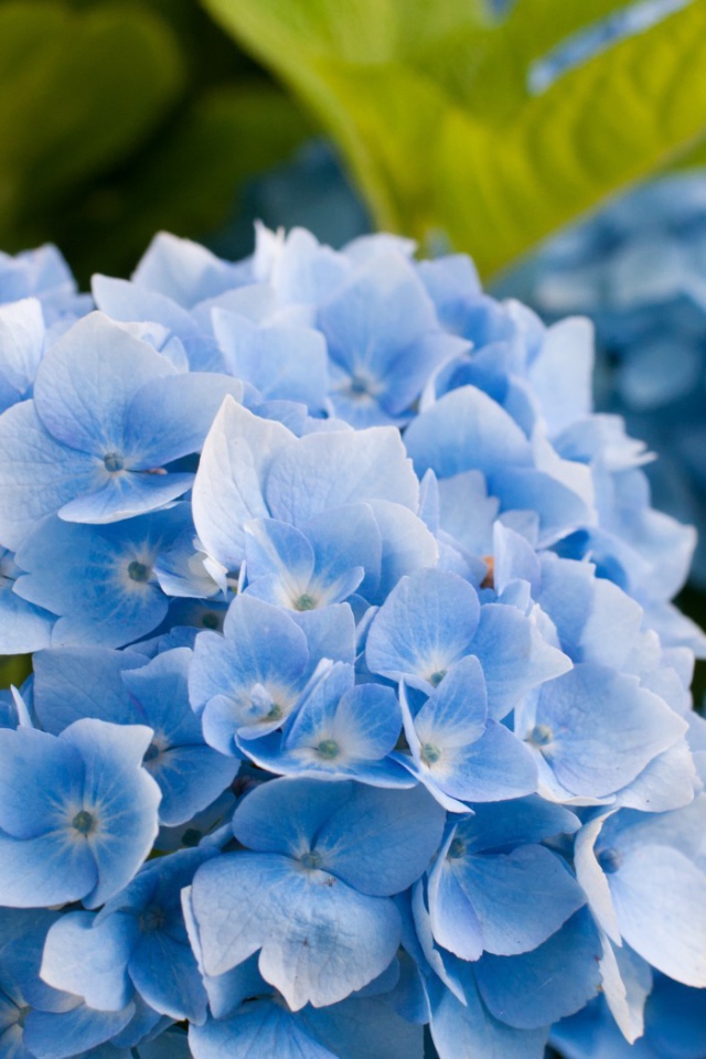 Голубые цветы и зеленые листья