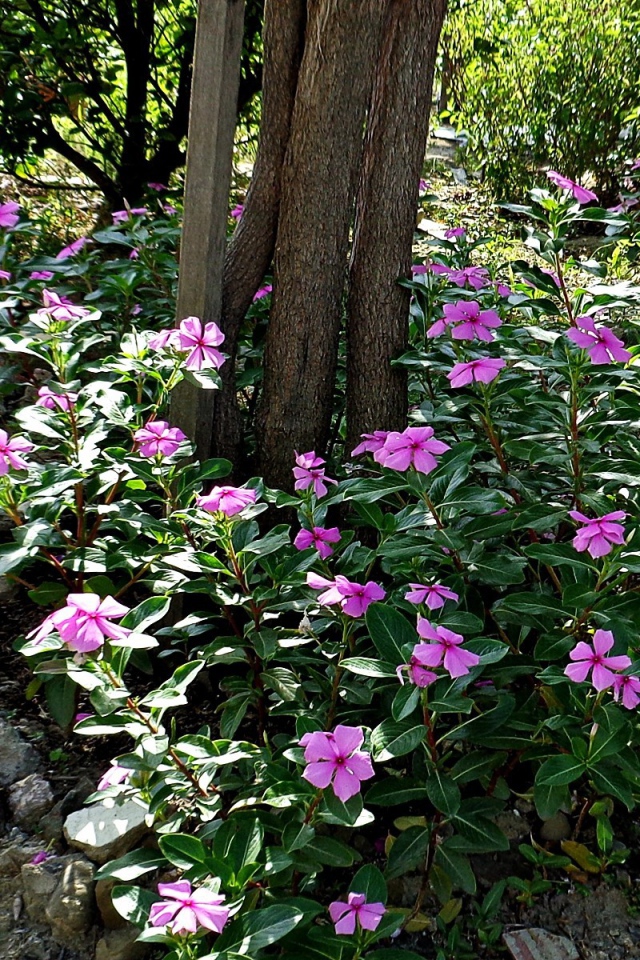 Синие цветы вокруг дерева