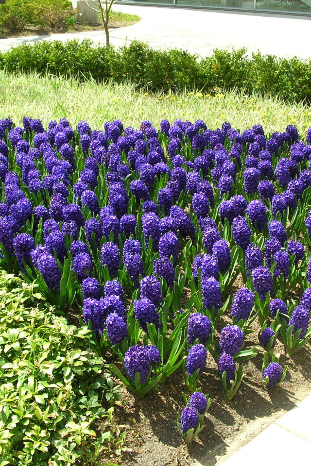 Цветы синие гиацинты расцвели на поляне