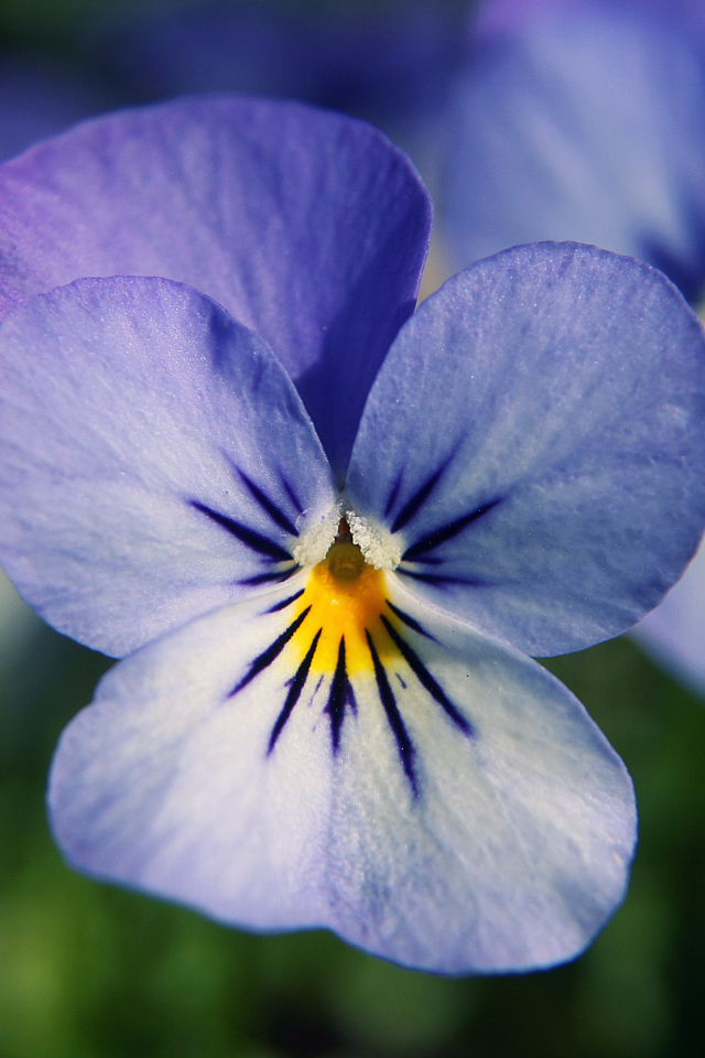 Голубые цветы анютины глазки в саду